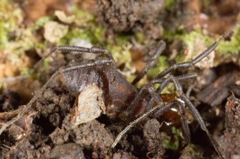 Media type: image; Invertebrate Zoology 138077